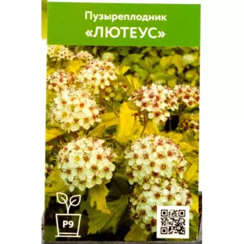 Пузыреплодник Лютеус 9 см h70 см