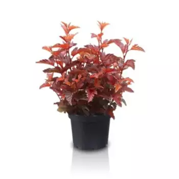 Пузыреплодник микс h30 см