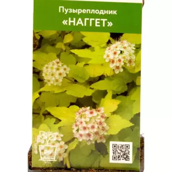 Пузыреплодник Наггет 9 см h70 см