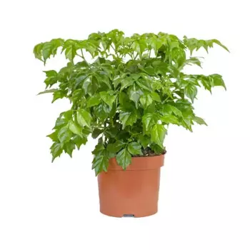 Радермахера 12 h15 см