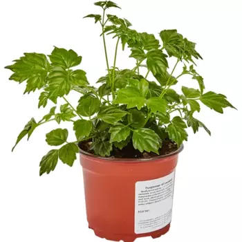 Радермахера 12 h25 см