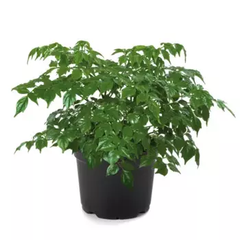 Радермахера 21 h50 см