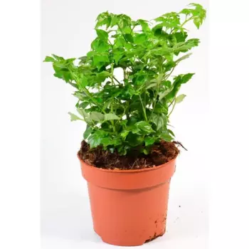 Радермахера d12