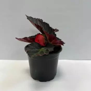 Рассада Бегония микс 10 h10 см