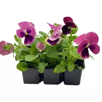 Рассада Фиалка микс h15 см в кассете 6 шт