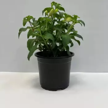 Рассада Фуксия микс 10 h15 см