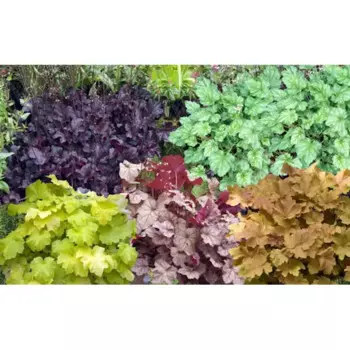 Рассада Гейхера гибридная h30 см 2-3 стебля, в ассортименте