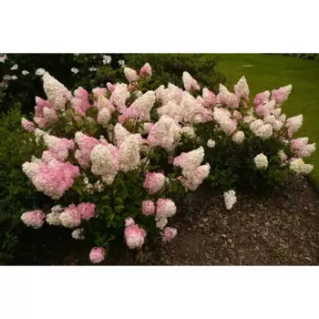 Рассада Гортензия h30 см 5-7 стеблей, в ассортименте