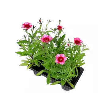 Рассада Гвоздика микс h20 см в кассете 6 шт