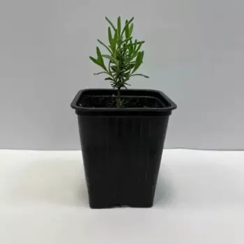 Рассада Лаванда микс 10 h10 см