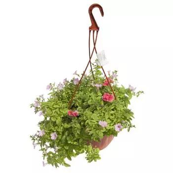 Рассада «Петуния Биг Тайм ампельная», 25x21 см