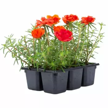 Рассада Портулак h15 см, 6 шт.