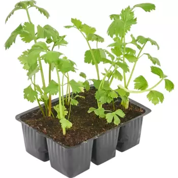 Рассада Сельдерей 13 h15 см, 6 шт.