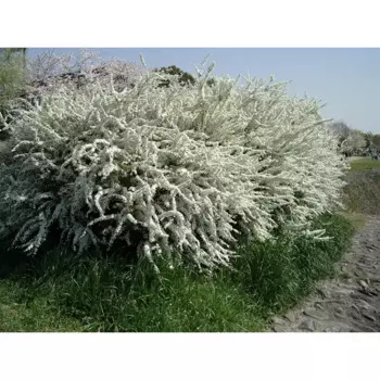 Рассада Спирея h30 см 2-3 стебля, в ассортименте