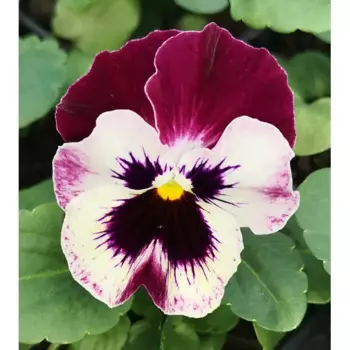 Рассада Виола Колоссус микс 6 шт