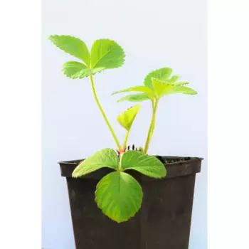 Рассада Земляника садовая Ламбада ранняя 9 h10 см