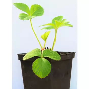 Рассада Земляника садовая Полька 9 h10 см