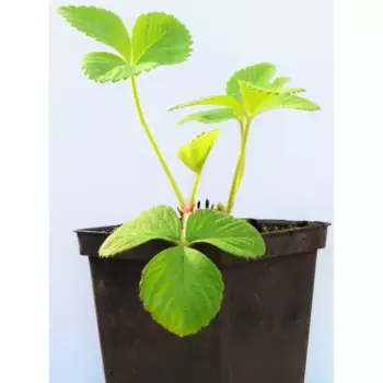 Рассада Земляника Сельва 9 h10 см