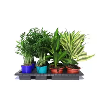 Растение Супер микс 7 h8 см