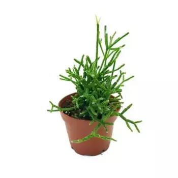 Рипсалис 9 h15 см