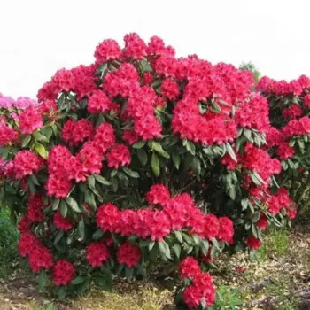 Рододендрон 30 h40 - 80 см