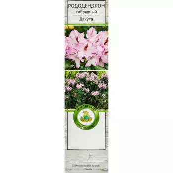 Рододендрон гибридный Данута 5 h35 см