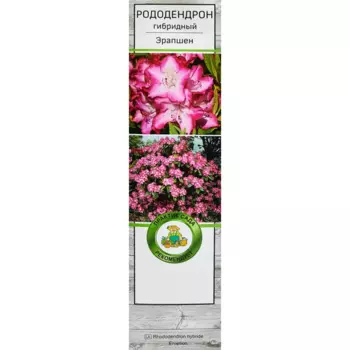 Рододендрон гибридный Эрапшен 5 h35 см