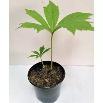 Роджерсия микс 12 h100 см Агрони