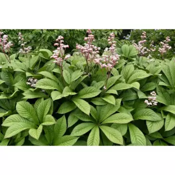 Роджерсия перистая Ди Гмунд 20 h50 см