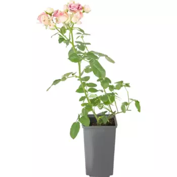 Роза 12 h30 см