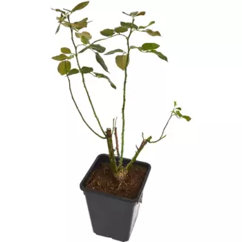 Роза 19 h40 см