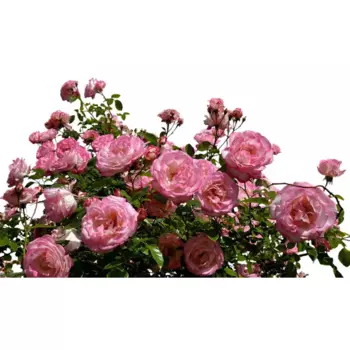 Роза Английская кустовая микс h40 см