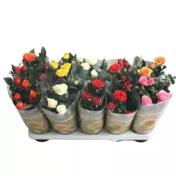 Роза Бью Монде микс 12 h30 см