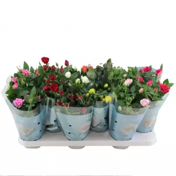 Роза Бомонд 10.5 h25 см