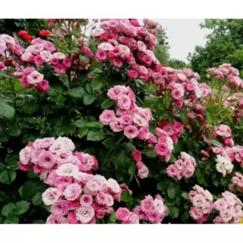 Роза бордюрная микс 15 h30 см