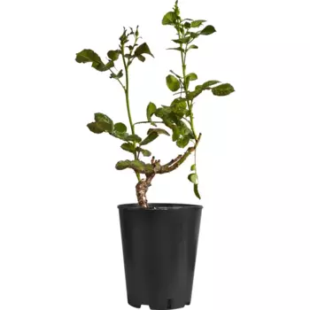 Роза бордюрная микс 15 h40 см