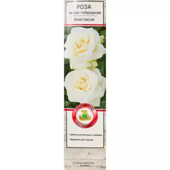 Роза чайно-гибридная Анастасия 5 h35 см