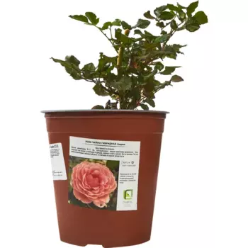 Роза чайно-гибридная Ашрам 18.5 h30 см