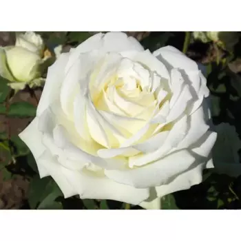 Роза чайно-гибридная Аваланж 18 h40 см