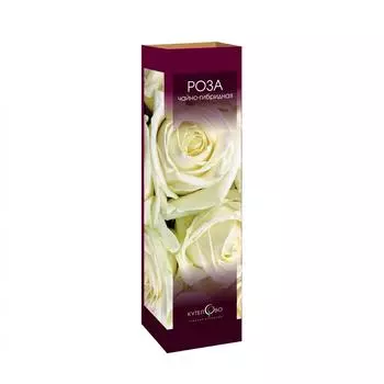 Роза чайно-гибридная Аваланж в тубе