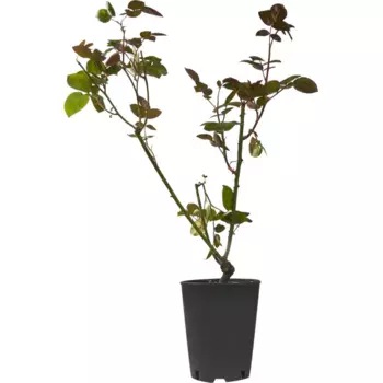 Роза чайно-гибридная Биг Перпл 19 h55 см