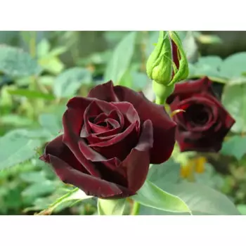 Роза чайно-гибридная Блэк Баккара 19 h55 см