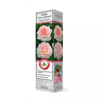 Роза чайно-гибридная Чандос бьюти h37 см