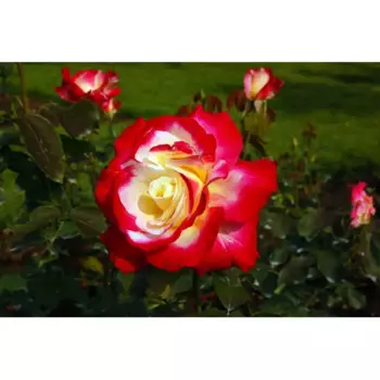 Роза чайно-гибридная Дабл Дилайт 19 h55 см