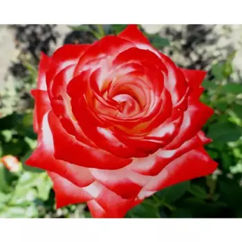 Роза чайно-гибридная Фара 18.5 h30 см