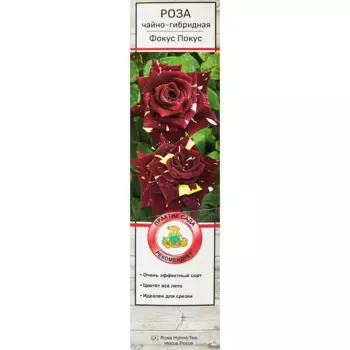 Роза чайно-гибридная Фокус Покус 5 h35 см