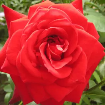 Роза чайно-гибридная Гран Гала 5 h35 см