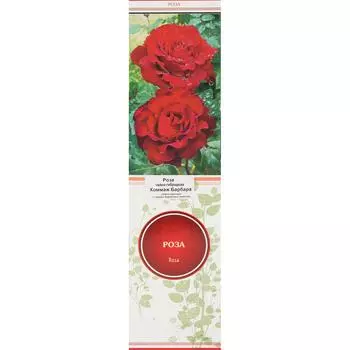 Роза чайно-гибридная Хоммаж Барбара