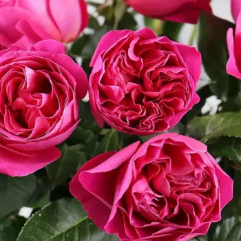 Роза чайно-гибридная Кейт 15 h30 см