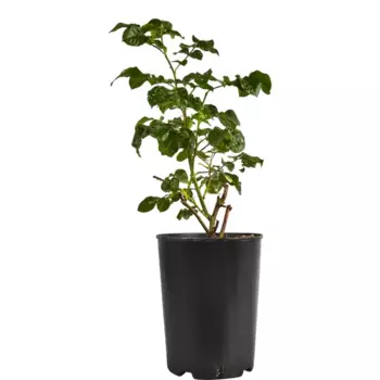 Роза чайно-гибридная Кейт 15 h40 см